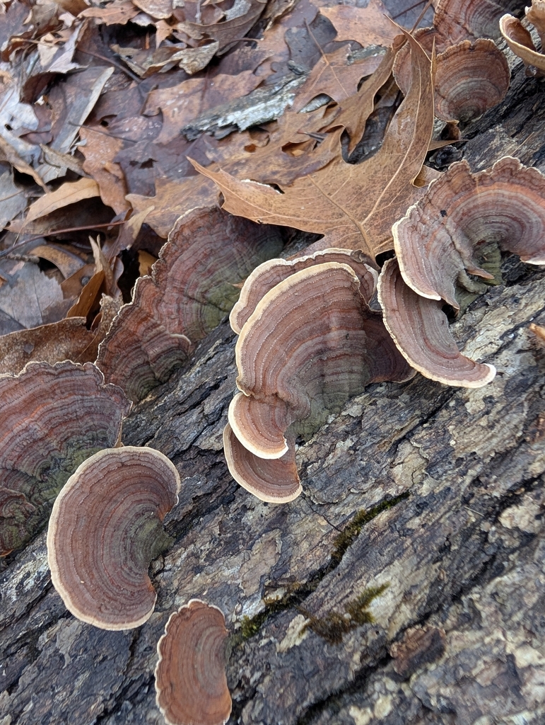 Stereum lobatum · January 2026 · photo: © john_abrams (iNaturalist, cc-by)