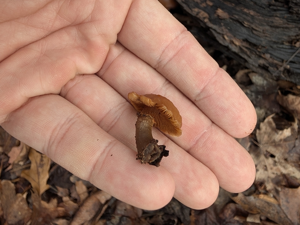 Galerina marginata · January 2026 · photo: © john_abrams (iNaturalist, cc-by)