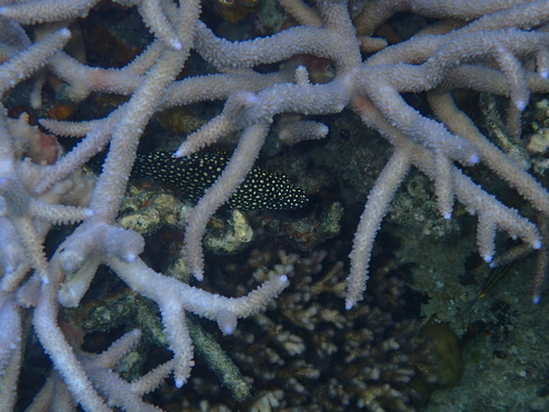 Grouper (Epinephelus ongus) — Serranidae — 5