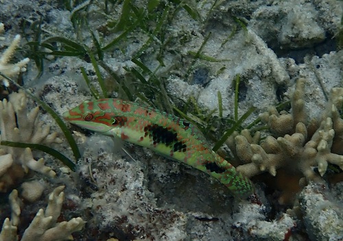 Labayan (Halichoeres margaritaceus) — Labridae — 2
