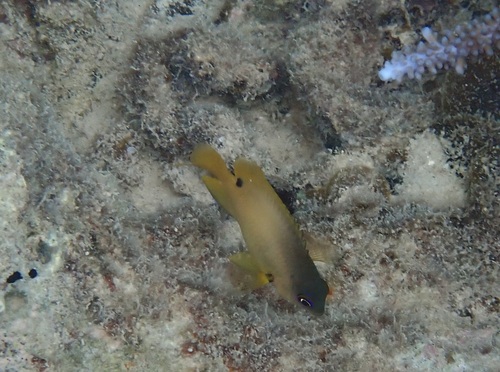 Black damsel (Stegastes nigricans) — Pomacentridae — 3