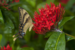 Heraclides machaonides