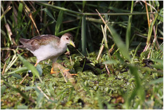 Porphyrio flavirostris
