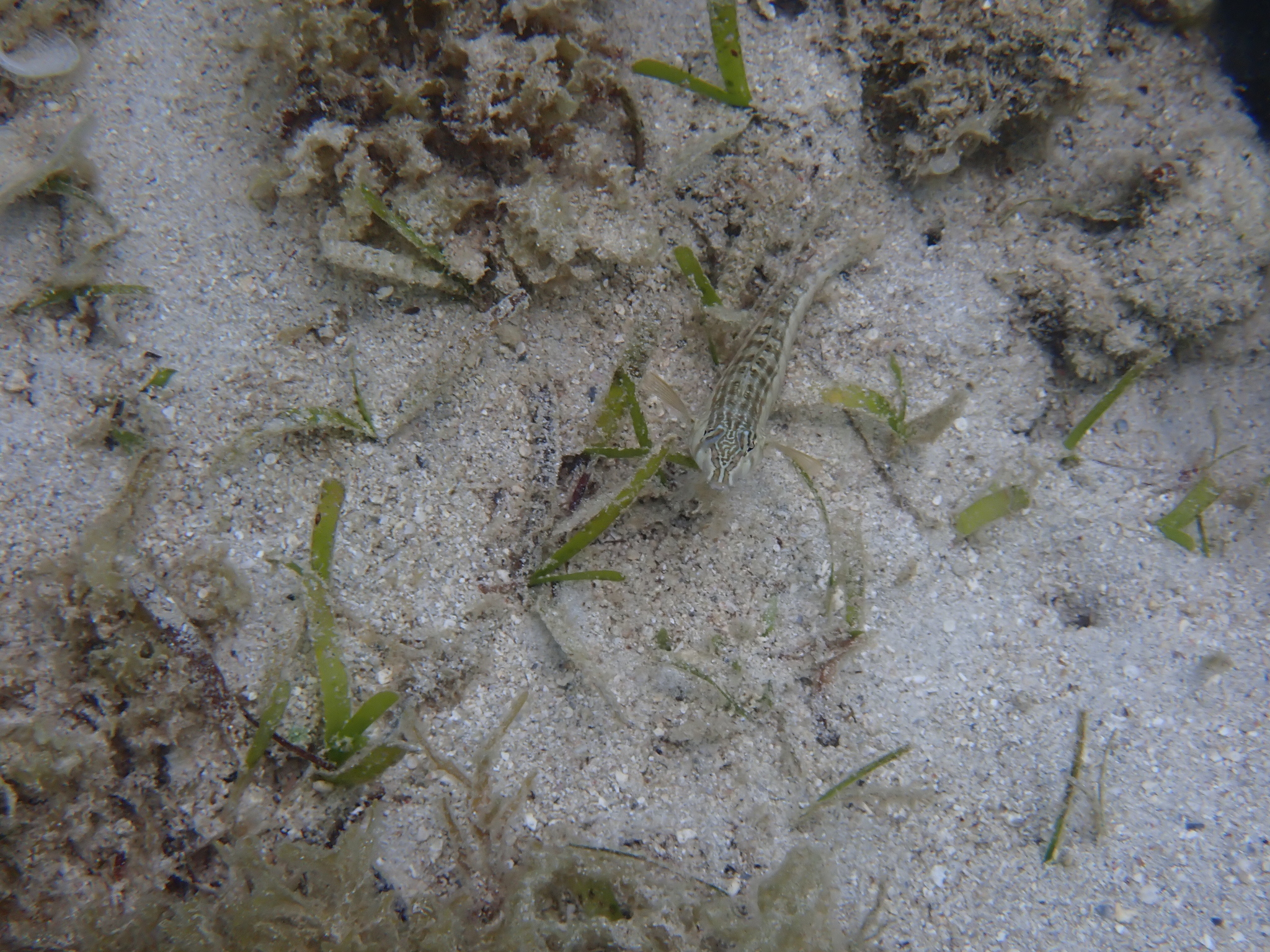 Southern Grubfish photo 8