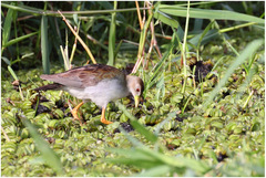 Porphyrio flavirostris