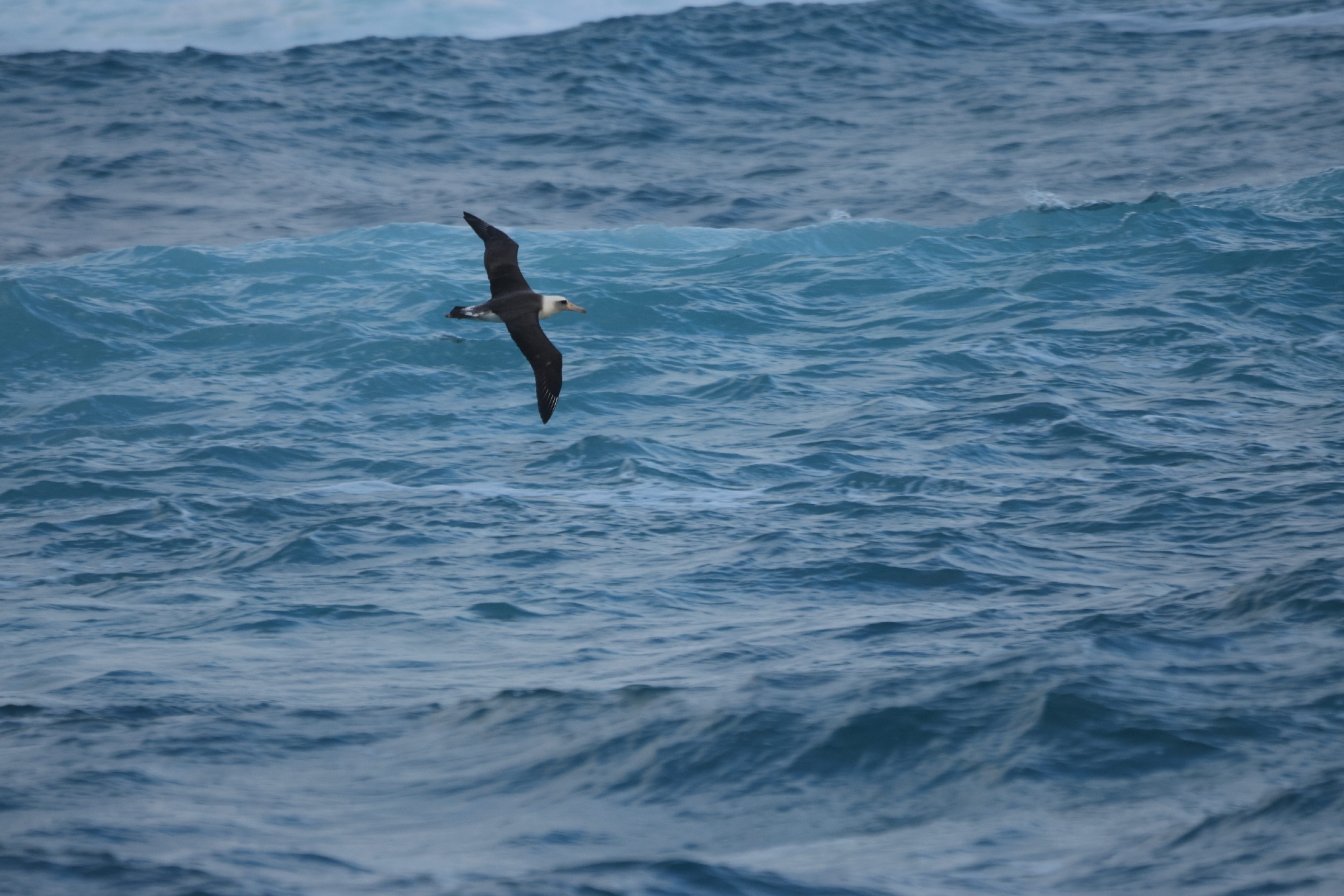 Laysan Albatross (Phoebastria immutabilis), photo 5