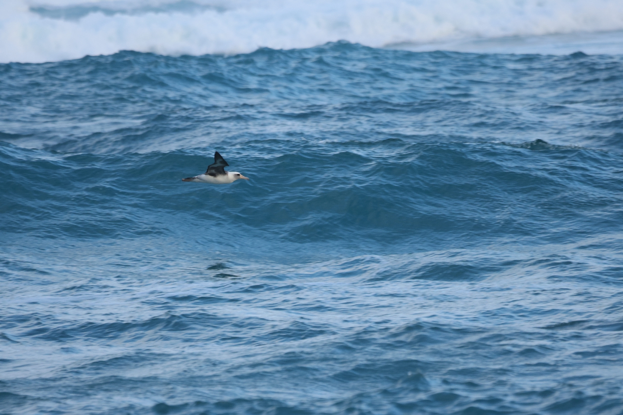 Laysan Albatross (Phoebastria immutabilis), photo 6