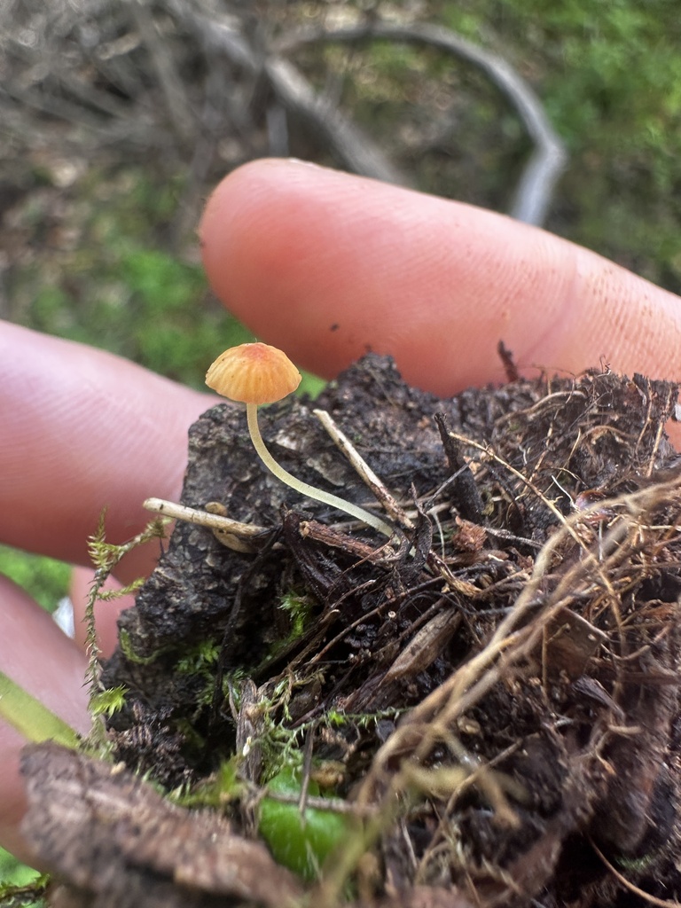 Pruinomycena acicula · January 2026 · photo: © katrinamccollough (iNaturalist, cc0)