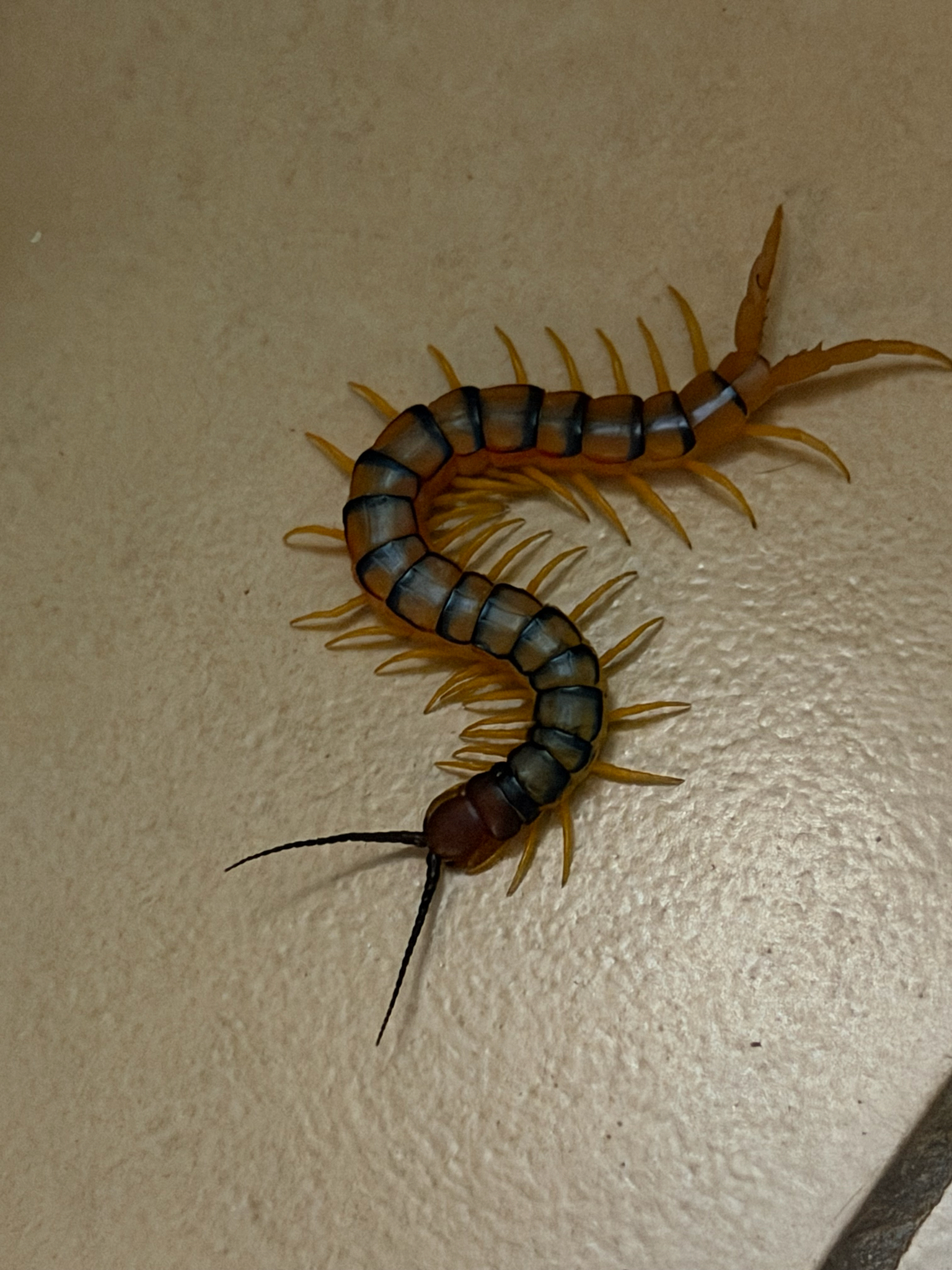 Scolopendra morsitans Linnaeus, 1758