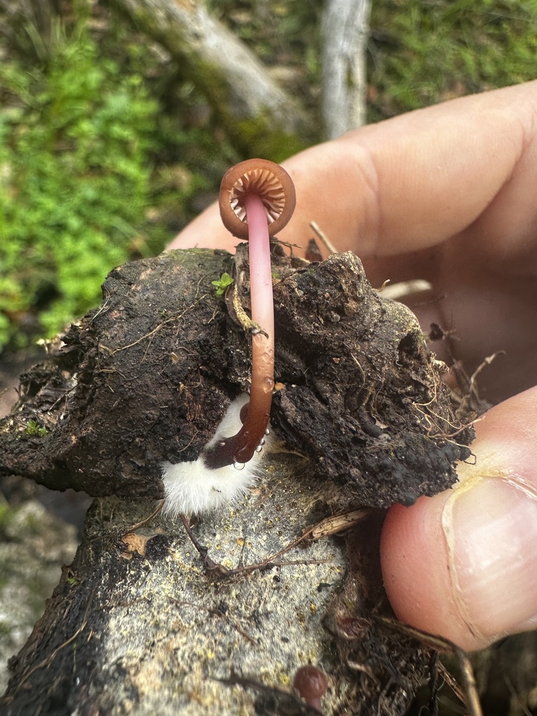 Marasmius plicatulus · January 2026 · photo: © katrinamccollough (iNaturalist, cc0)