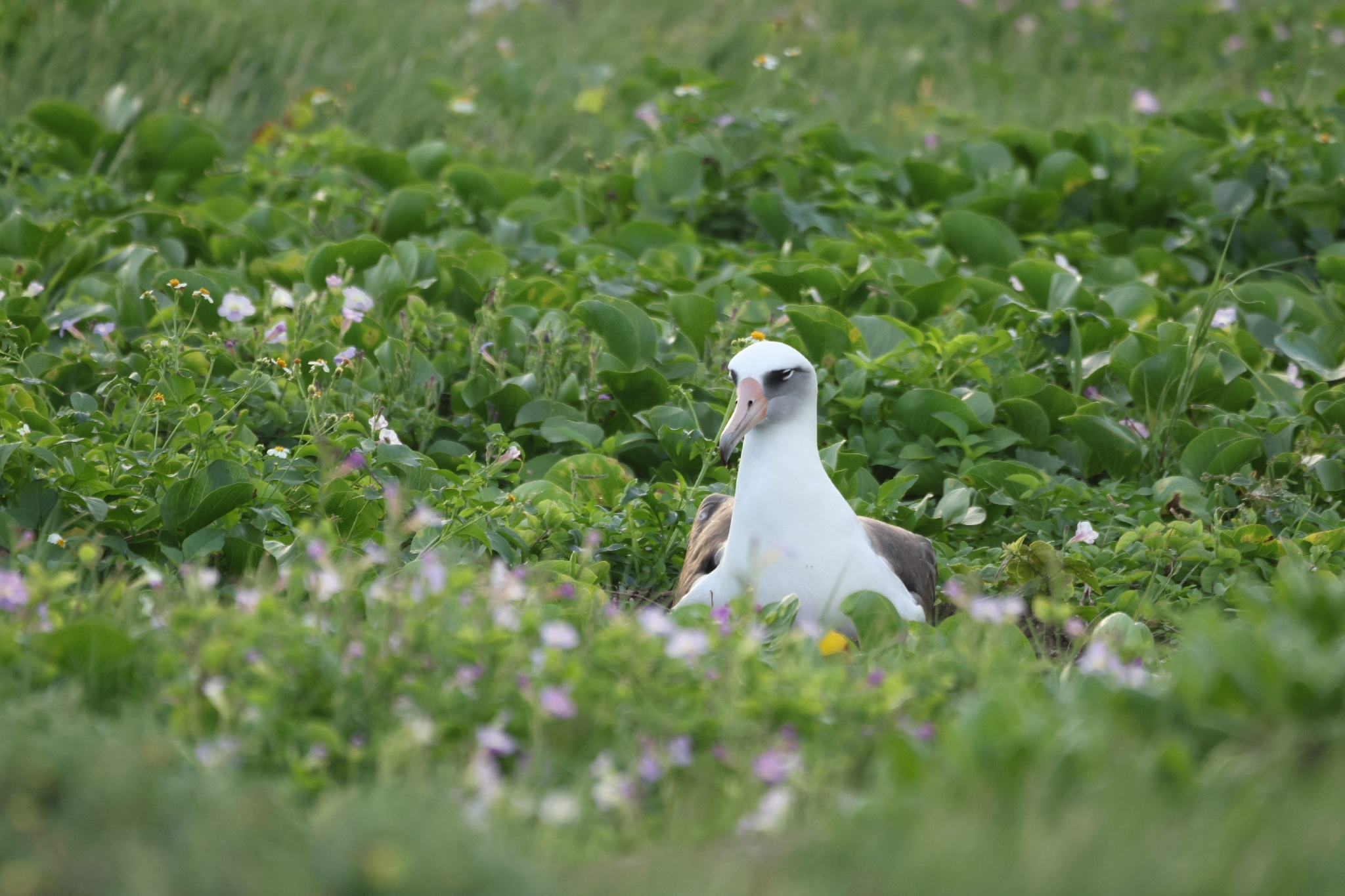 Laysan Albatross (Phoebastria immutabilis), photo 9