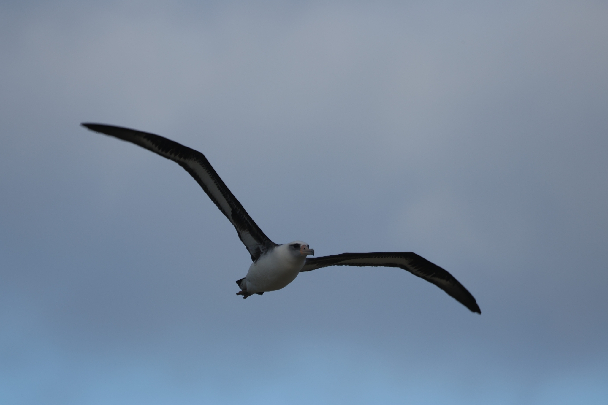 Laysan Albatross (Phoebastria immutabilis), photo 8