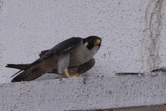 Falco peregrinus
