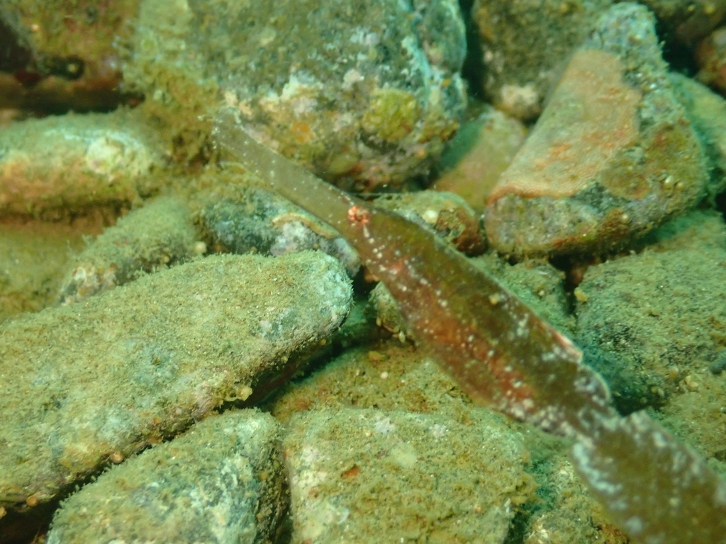 Blue-finned Ghost Pipefish (Solenostomus cyanopterus)