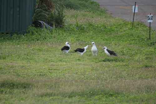 Laysan Albatross (Phoebastria immutabilis), photo 5