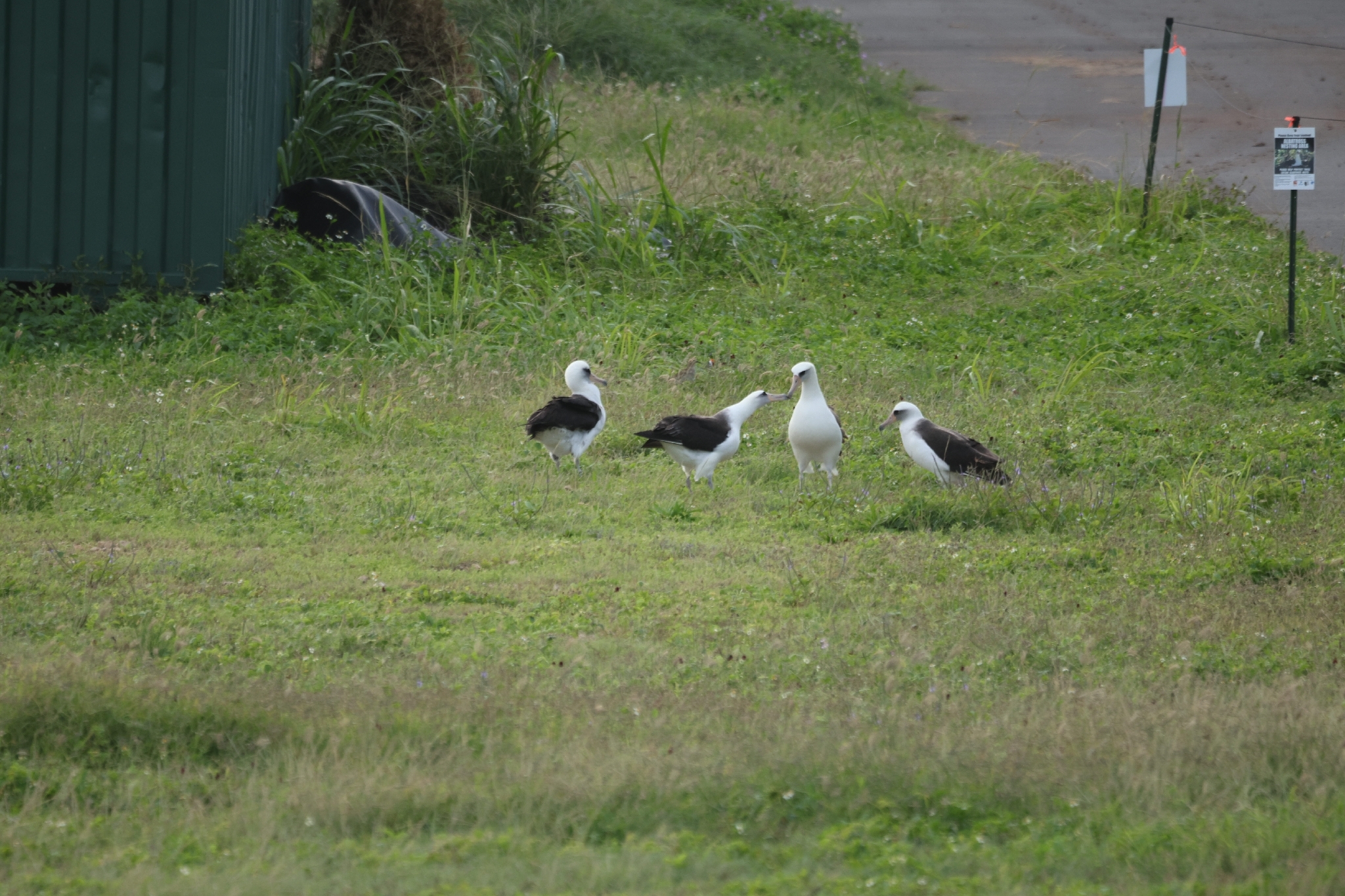 Laysan Albatross (Phoebastria immutabilis), photo 3