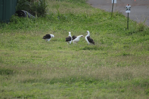 Laysan Albatross (Phoebastria immutabilis), photo 6