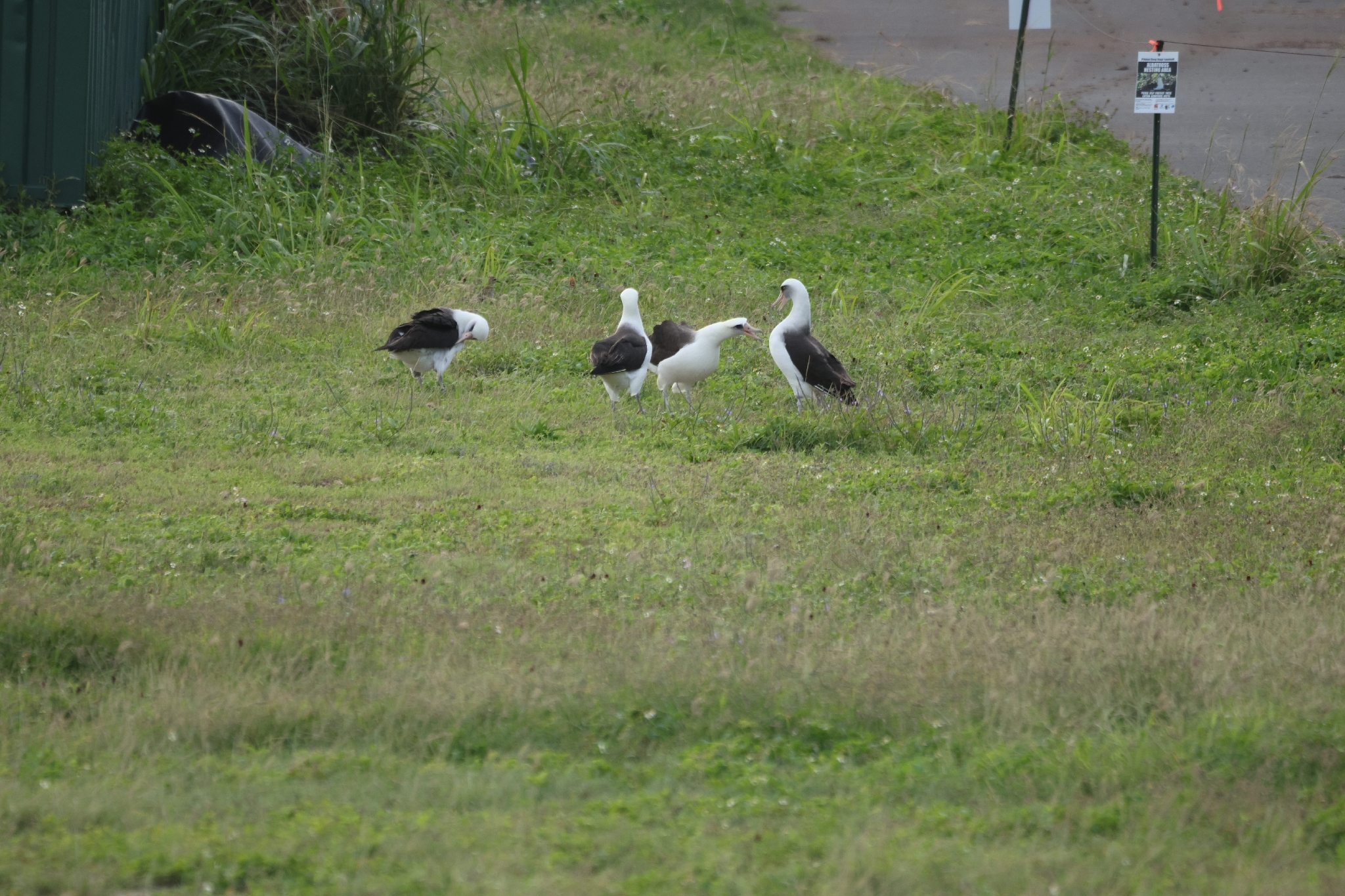 Laysan Albatross (Phoebastria immutabilis), photo 4