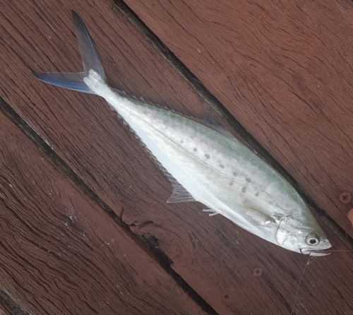 Blacktip leatherskin (Scomberoides lysan) — Carangidae — 3