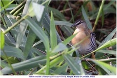 Hapalocrex flaviventer