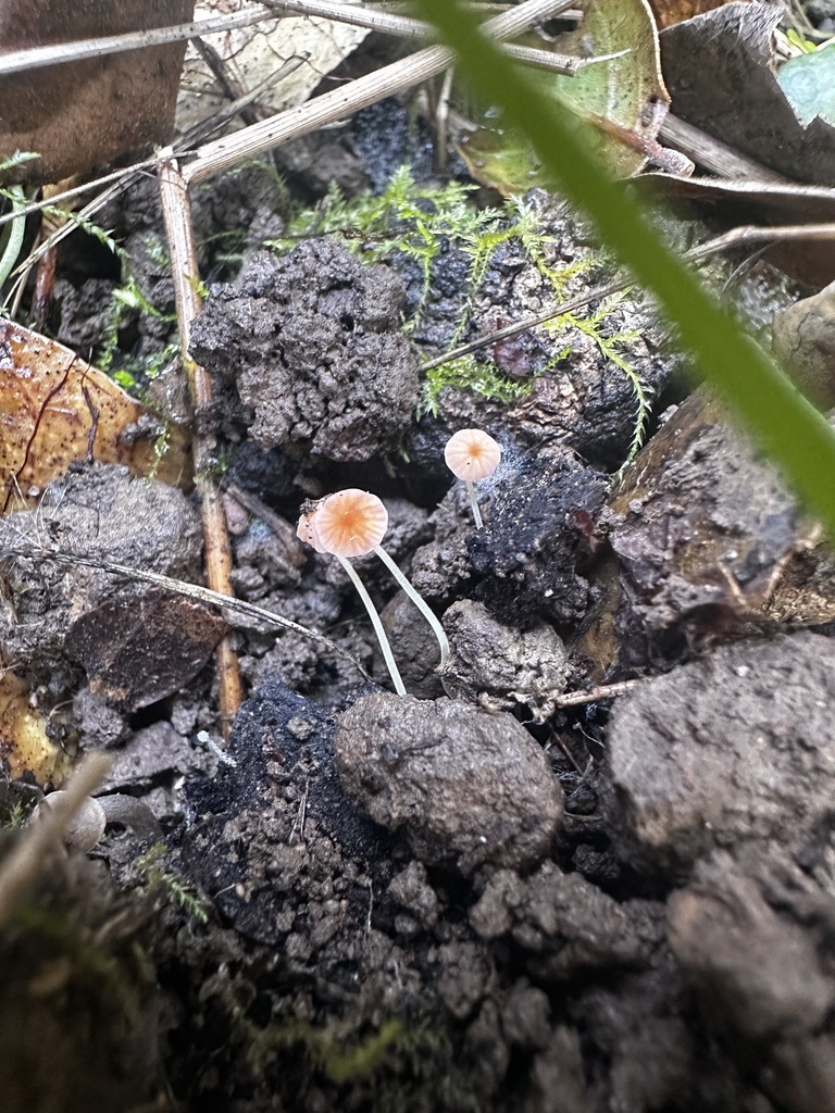 Pruinomycena acicula · January 2026 · photo: © katrinamccollough (iNaturalist, cc0)