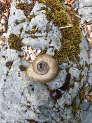 Powelliphanta marchanti