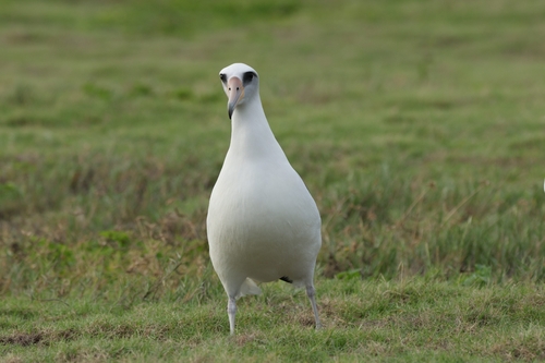 Laysan Albatross (Phoebastria immutabilis), photo 2