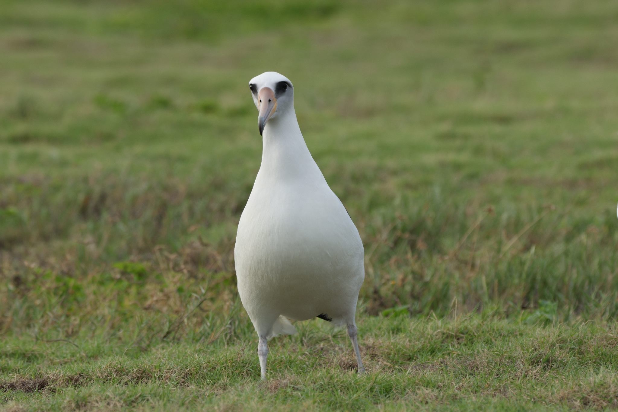 Laysan Albatross (Phoebastria immutabilis), photo 2