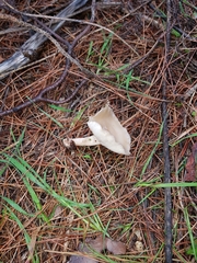 Clitocybe diatreta
