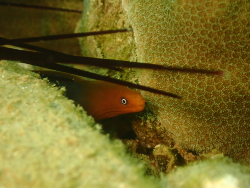 False brown moray (Gymnothorax pseudoherrei) — Muraenidae