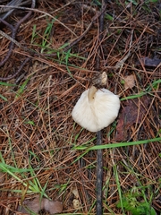 Clitocybe diatreta