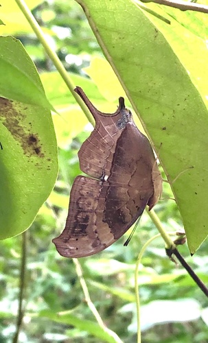 Marpesia eleuchea