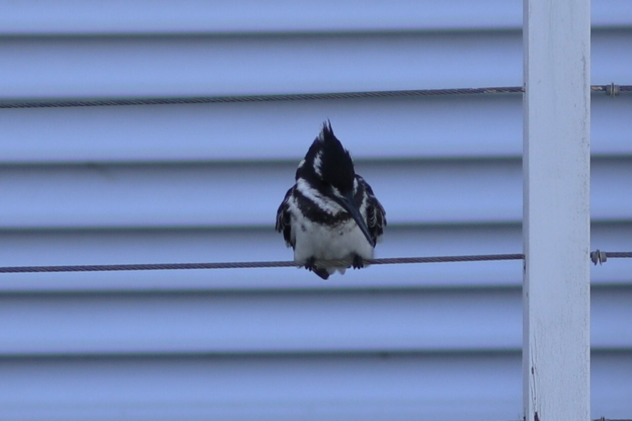 Pied Kingfisher (Ceryle rudis), photo 4