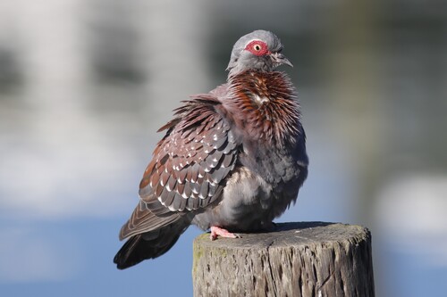Speckled Pigeon (Columba guinea), photo 3