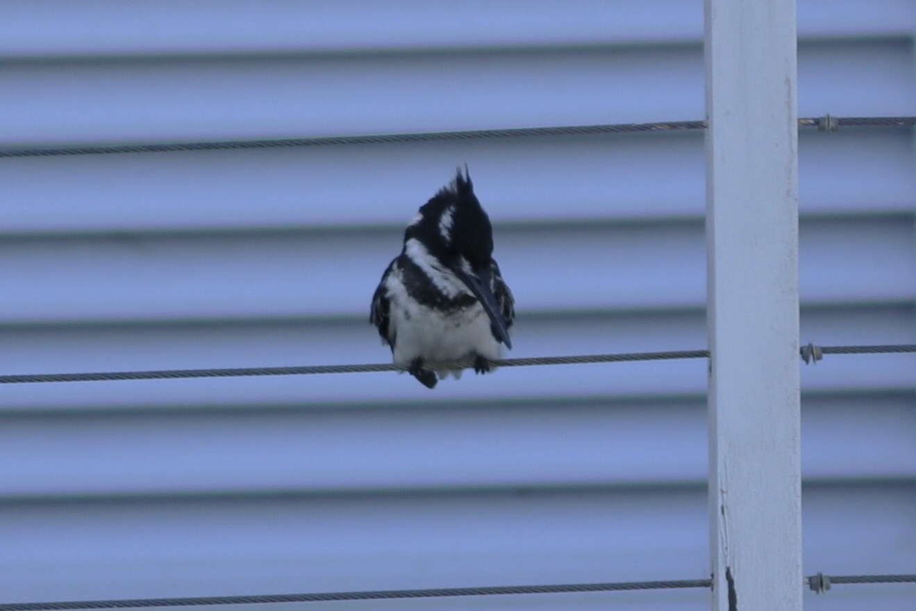 Pied Kingfisher (Ceryle rudis), photo 5