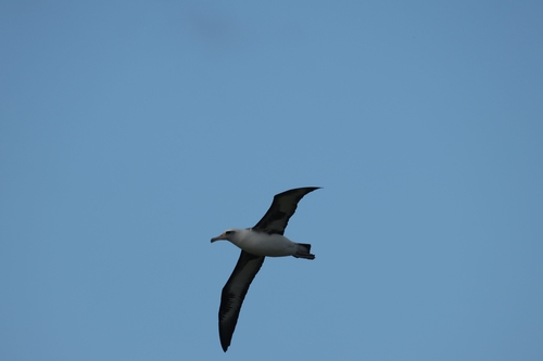 Laysan Albatross (Phoebastria immutabilis)