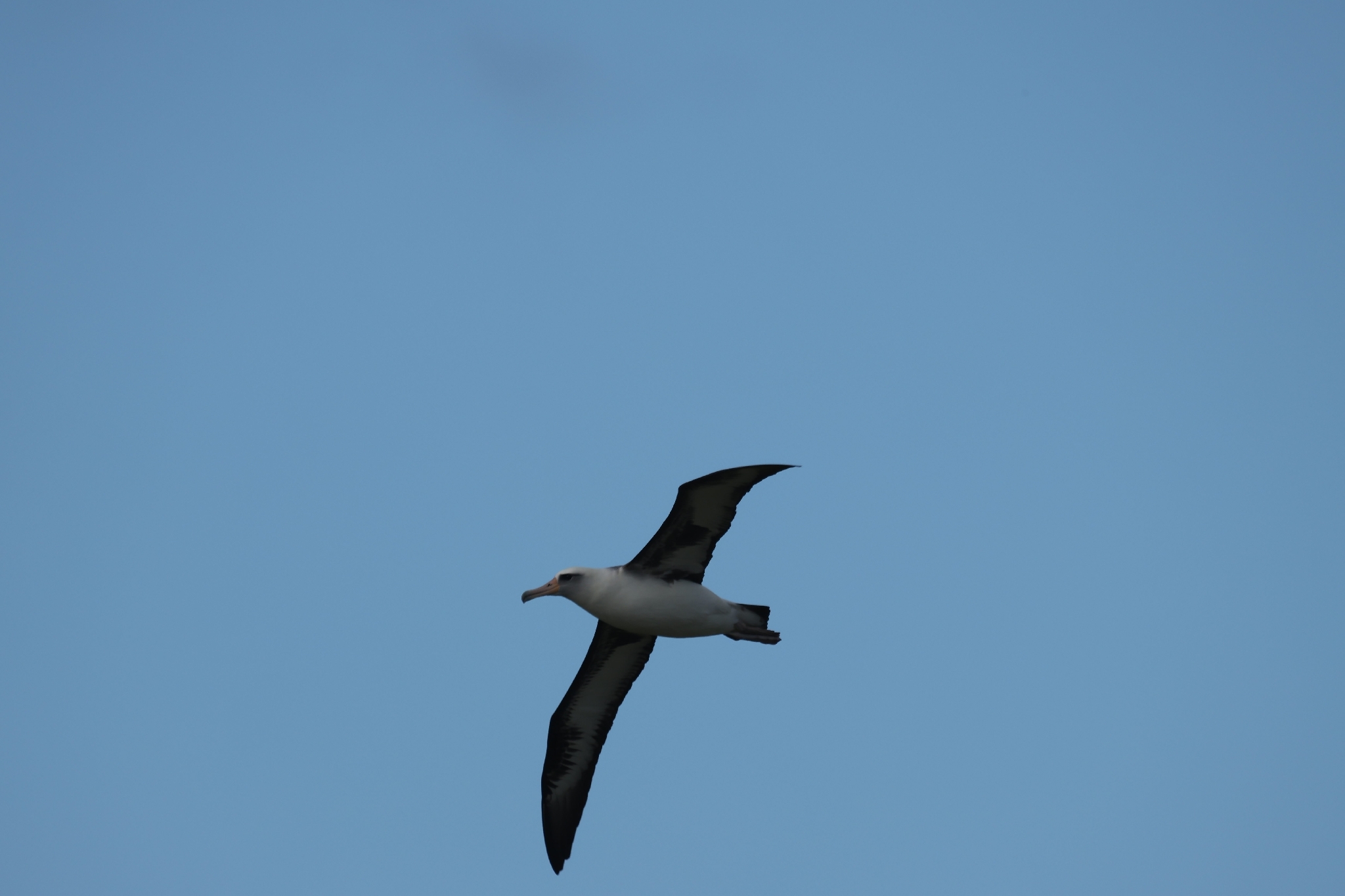 Laysan Albatross (Phoebastria immutabilis), photo 1