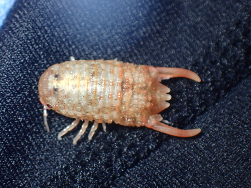Paracilicaea flexilis