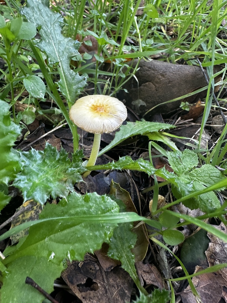 Bolbitius titubans · January 2026 · photo: © katrinamccollough (iNaturalist, cc0)