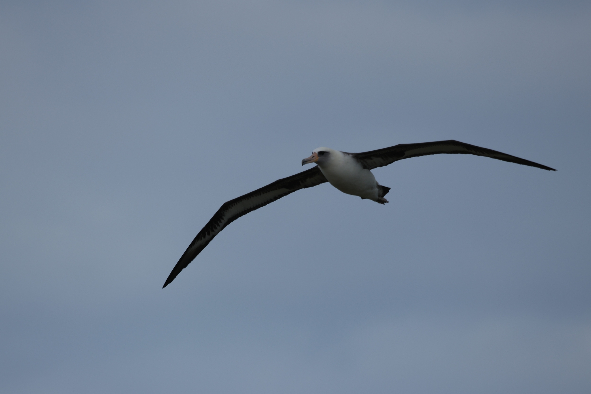 Laysan Albatross (Phoebastria immutabilis), photo 10