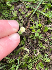 Leptinella minor, photograph (c) Ben, some rights reserved (CC BY)