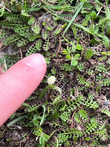 Leptinella minor, photograph 1