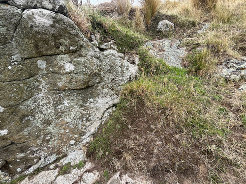 Banks Peninsula Button Daisy (Leptinella minor)