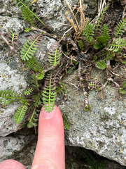 Leptinella minor, photograph (c) Ben, some rights reserved (CC BY)