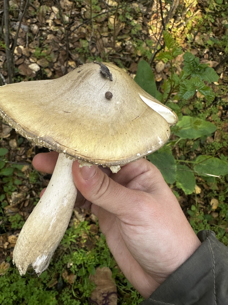 Amanita phalloides · January 2026 · photo: © katrinamccollough (iNaturalist, cc0)