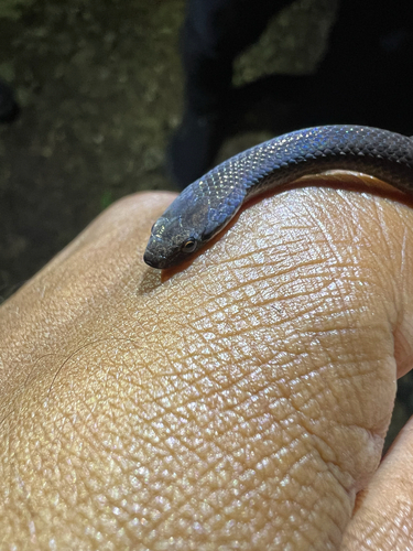 Jamaican Long-tailed Groundsnake