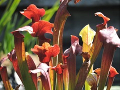 Sarracenia rubra
