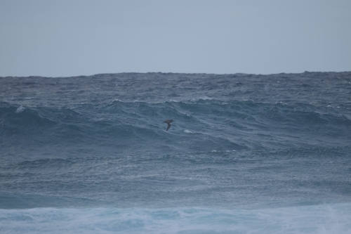 Black-footed Albatross (Phoebastria nigripes)