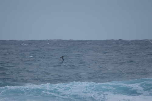 Black-footed Albatross (Phoebastria nigripes), photo 2