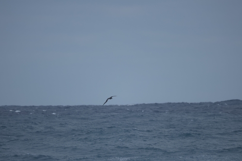 Black-footed Albatross (Phoebastria nigripes), photo 10